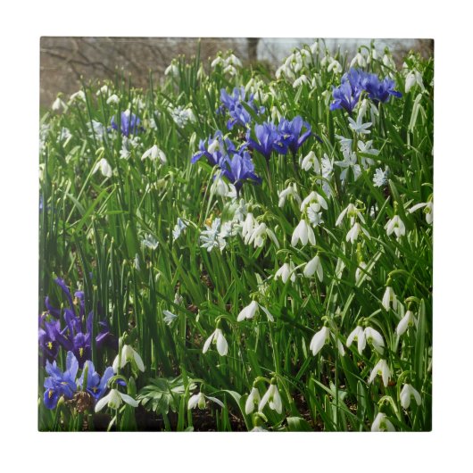 Hillside of Early Spring Flowers Landscape Tegeltje (Voorkant)