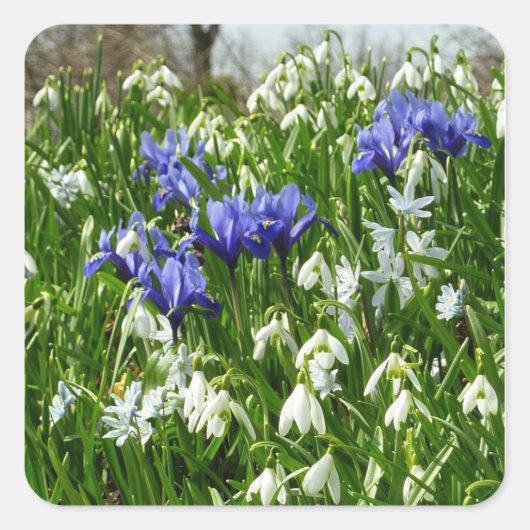 Hillside of Early Spring Flowers Landscape Vierkante Sticker (Voorkant)