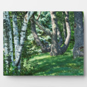 Hillside Trees Fotoplaat (Voorkant)