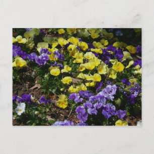 Hillside van Paarse en gele pansies Briefkaart