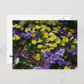 Hillside van Paarse en gele pansies Briefkaart (Voorkant / Achterkant)
