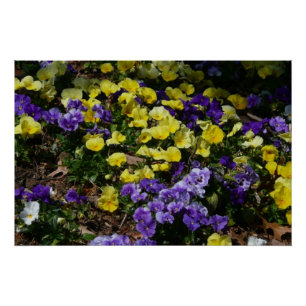 Hillside van Paarse en gele pansies Perfect Poster