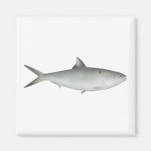 Hilsa Shad Magneet