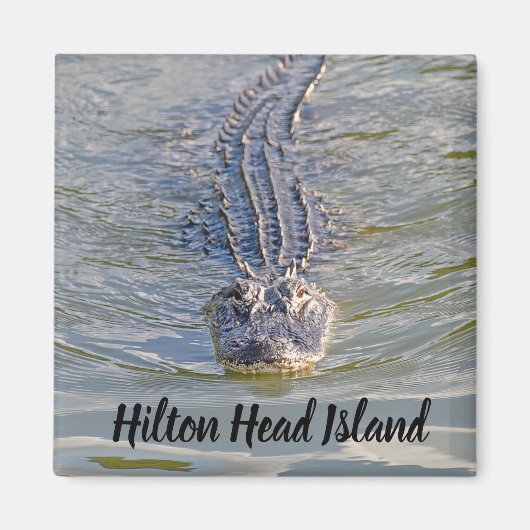 Hilton Head Alligator Magnet Magneet (Voorkant)