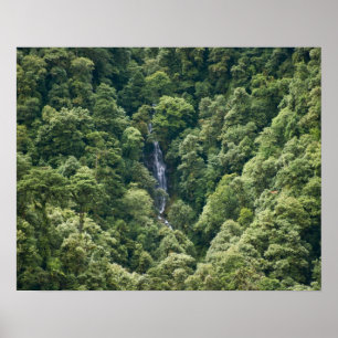 Himalaya-bos in de Mangdue-vallei, Bhutan Poster