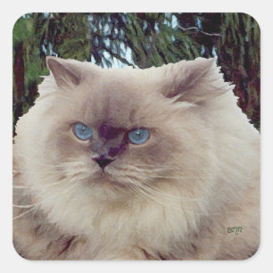 Himalayaanse Perzische Kat Vierkante Sticker