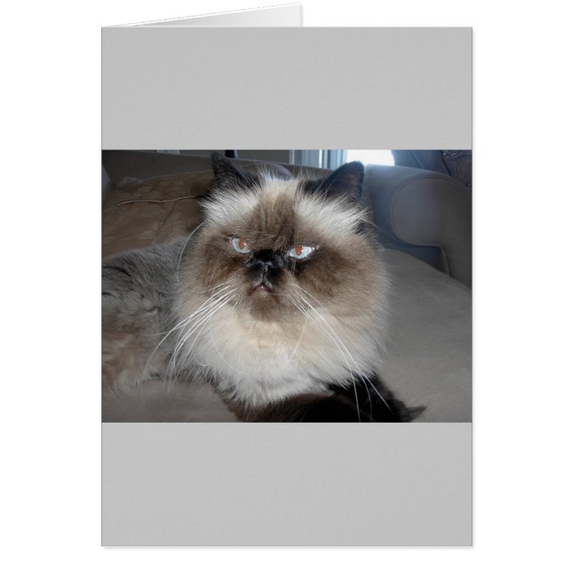 Himalayan (Voorkant)