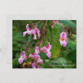 Himalayan Balsam Flowers Briefkaart (Voorkant / Achterkant)