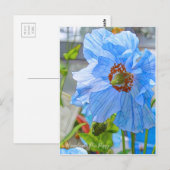 Himalayan Blue Poppy [Briefkaart] Briefkaart (Voorkant / Achterkant)