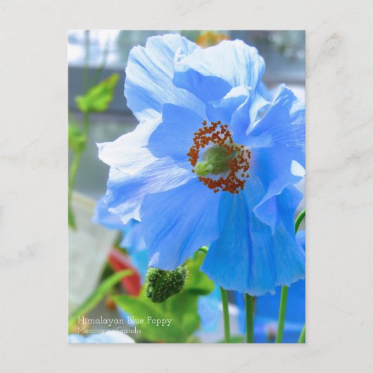 Himalayan Blue Poppy:Briefkaart Briefkaart (Voorkant)