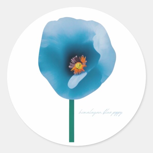 Himalayan Blue Poppy Flower Sticker (Voorkant)