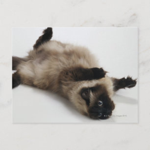 Himalayan Cat Lying op zijn rug Briefkaart