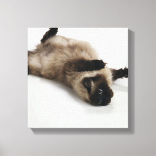 Himalayan Cat Lying op zijn rug Canvas Afdruk