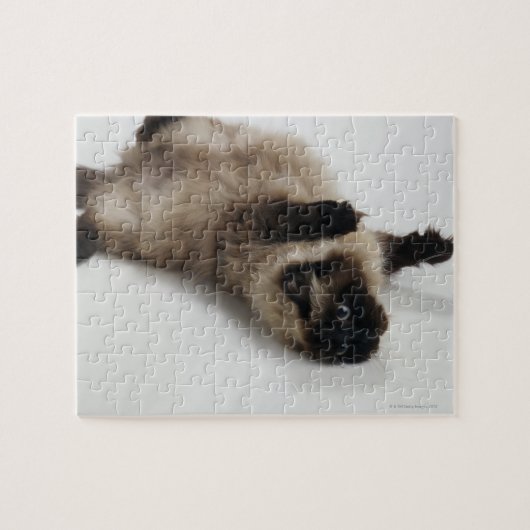 Himalayan Cat Lying op zijn rug Legpuzzel (Horizontaal)