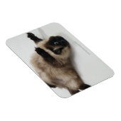 Himalayan Cat Lying op zijn rug Magneet (Rechterzijde)