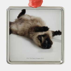 Himalayan Cat Lying op zijn rug Metalen Ornament