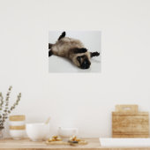 Himalayan Cat Lying op zijn rug Poster (Keuken)