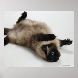 Himalayan Cat Lying op zijn rug Poster