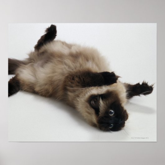 Himalayan Cat Lying op zijn rug Poster (Voorkant)