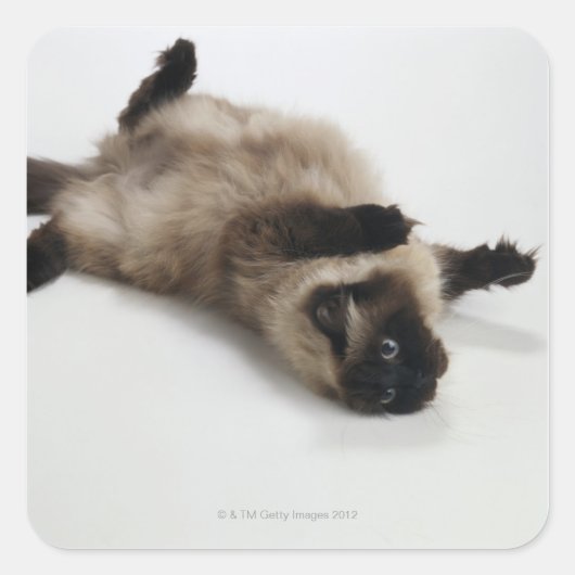 Himalayan Cat Lying op zijn rug Vierkante Sticker (Voorkant)