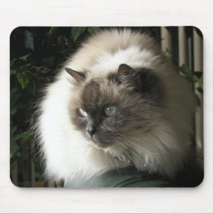 Himalayan Cat Muismat