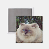 Himalayan Persian Cat Magneet (Voorkant / Achterkant)