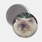 Himalayan Persian Cat Magneet (Voorkant / Achterkant)