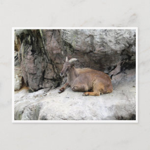 himalayan tahr briefkaart