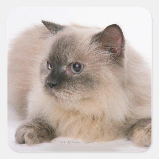 Himalayan Vierkante Sticker (Voorkant)