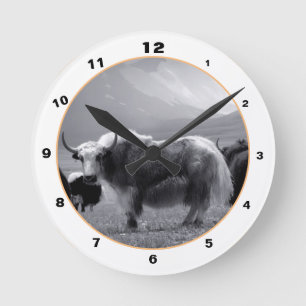 Himalayan Yaks & Mountains in Ladakh/Tibet Yak Ronde Klok