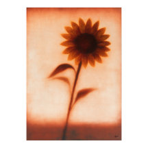 Himawari Zonnebloem Japanse Bloemige Abstractie