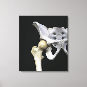 Hip Articulatie met de bekken Canvas Afdruk