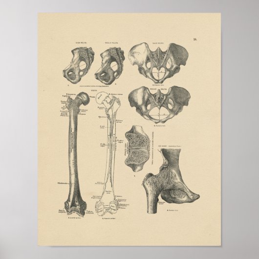 Hip Botten Anatomie 1880 Afdrukken Poster (Voorkant)