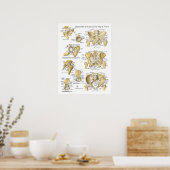Hip Pelvis Anatomy Ligaments and Botten Poster (Keuken)