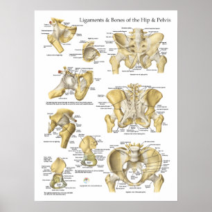 Hip Pelvis Anatomy Ligaments and Botten Poster