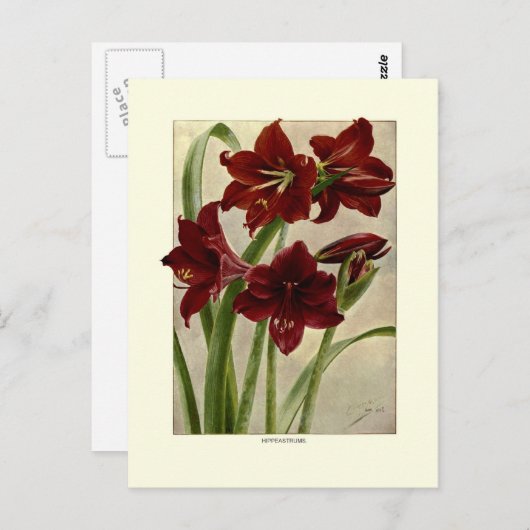 Hippeastrums (Amaryllis) Briefkaart (Voorkant / Achterkant)