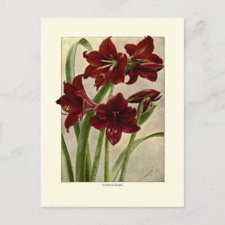 Hippeastrums (Amaryllis) Briefkaart