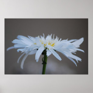 Hippie daisy en betekenis poster