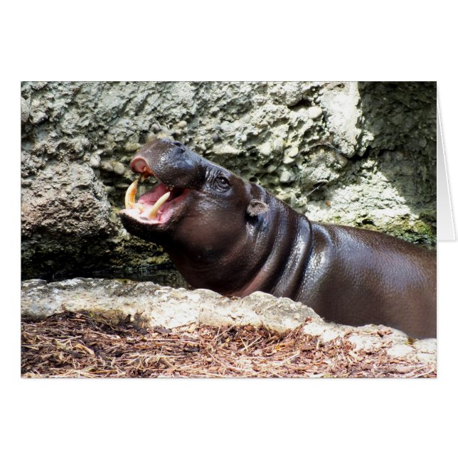 Hippo (Voorkant Horizontaal)