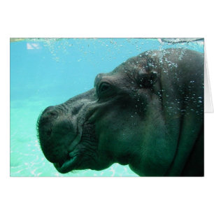 Hippo