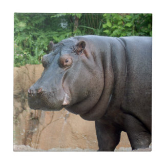 hippo-6 tegeltje