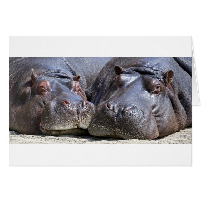 Hippo-78352 (Devant horizontal)