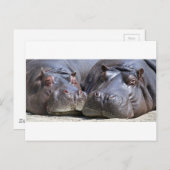 Hippo-78352 Briefkaart (Voorkant / Achterkant)