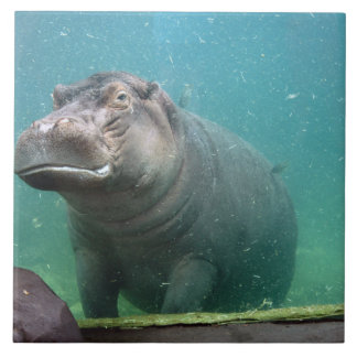 hippo-8 tegeltje