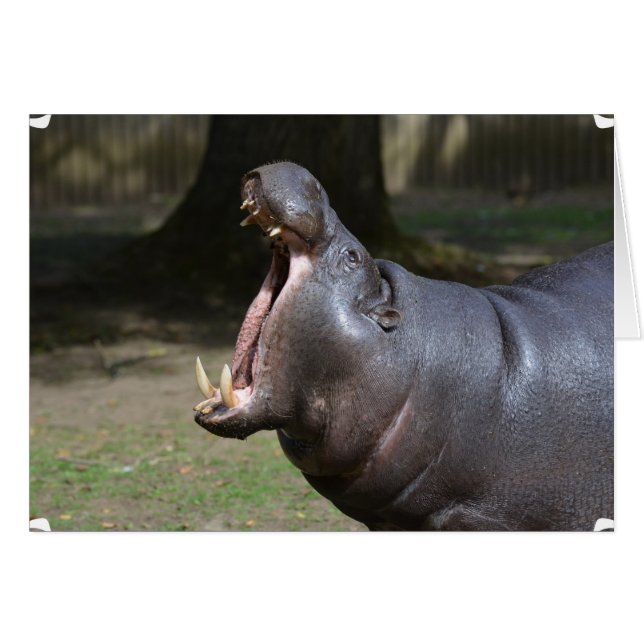 Hippo avec sa bouche ouverte (Devant horizontal)