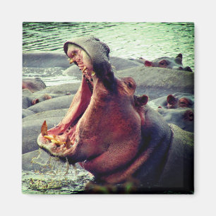 hippo big yawn magneet