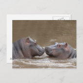 Hippo Briefkaart (Voorkant / Achterkant)
