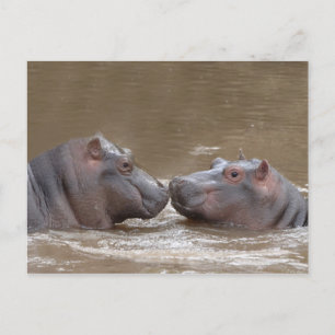 Hippo Briefkaart