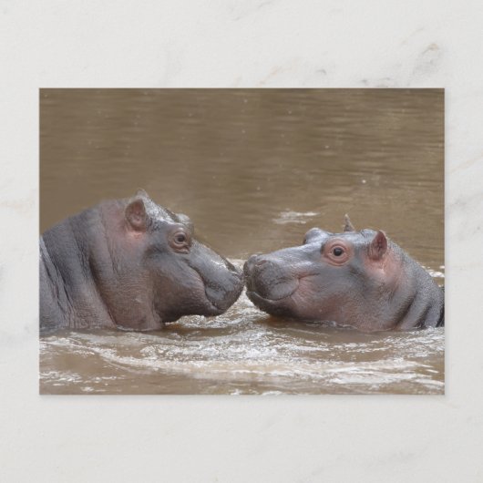 Hippo Briefkaart (Voorkant)
