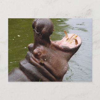 Hippo Briefkaart